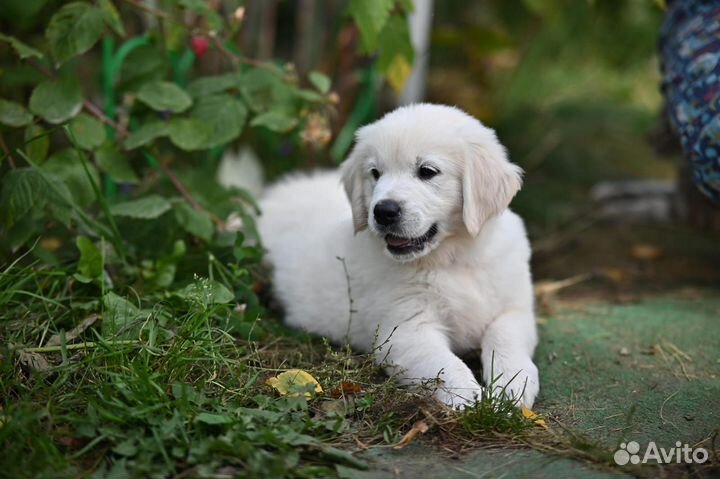 Голден ретривер