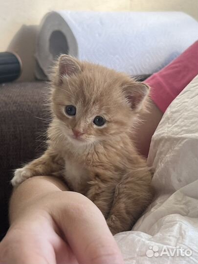 Черные и рыжие котята