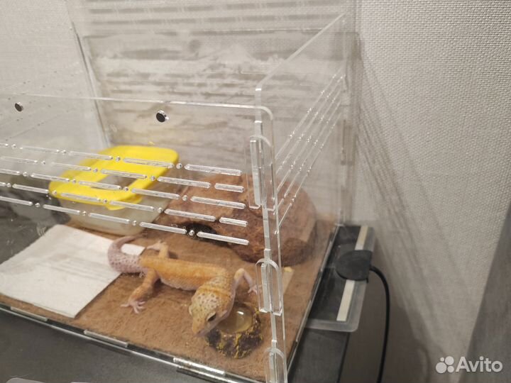 Геккон эублефар с террариумом