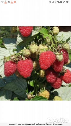 Ремонтантная малина 