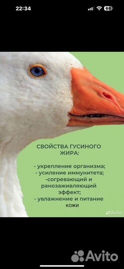 Гусиный жир