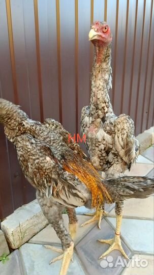 Курица и петух