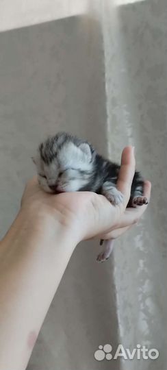 Шотландские котята