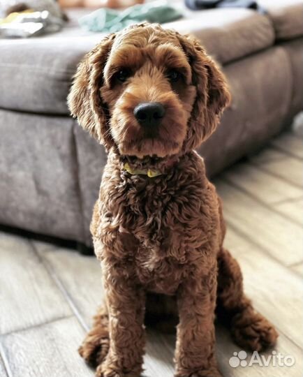 Собака для вязки кокапу