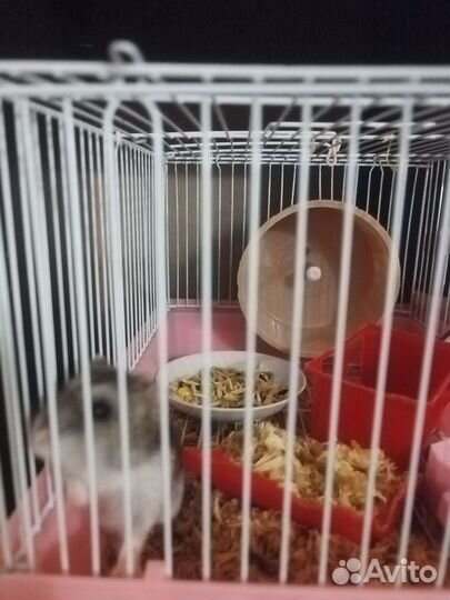 Джунгарский хомяк с клеткой бесплатно