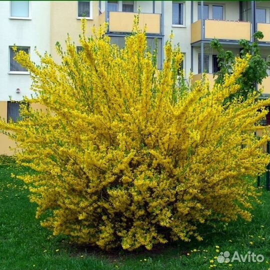 Форзиция саженцы