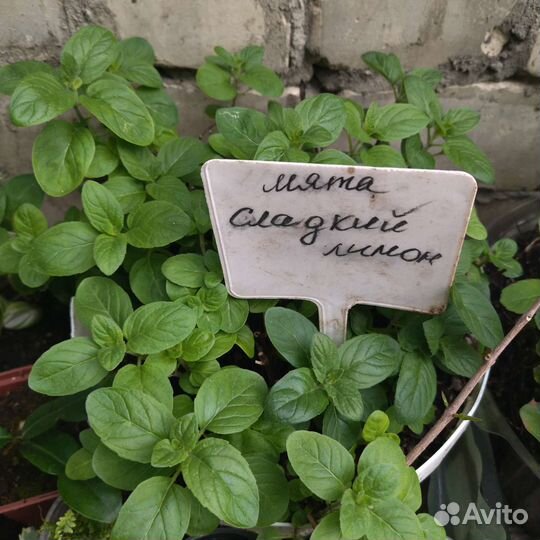 Рассада садовых мят и других пряностей