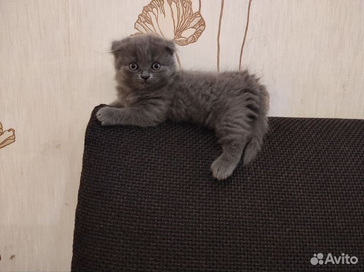 Кошечка