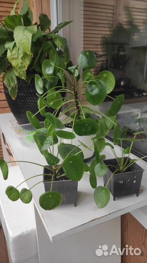 Пилея пеперомиевидная