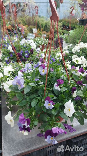 Кашпо с ампельными растениями