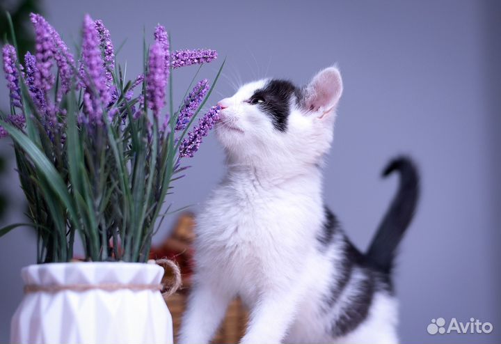 Черное белые котята