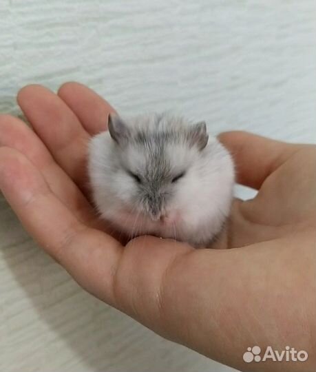 Ручной хомяк с большой клеткой