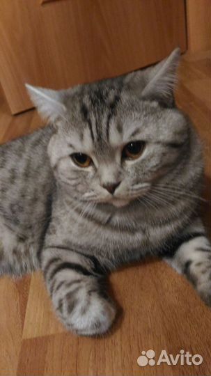 Передержка животных. Зоогостиница