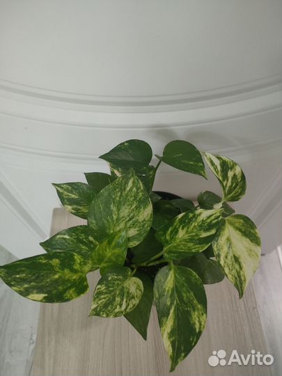 Сциндапсус