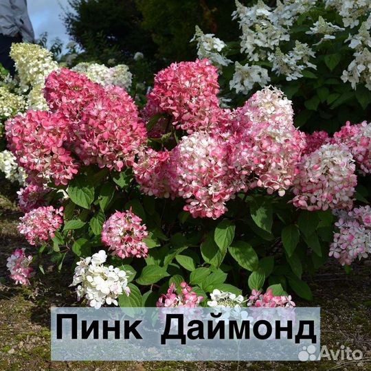 Гортензия саженцы