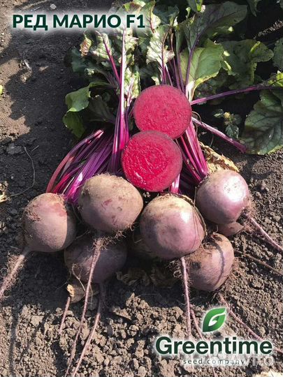 Свекла столовая. Ред Марио