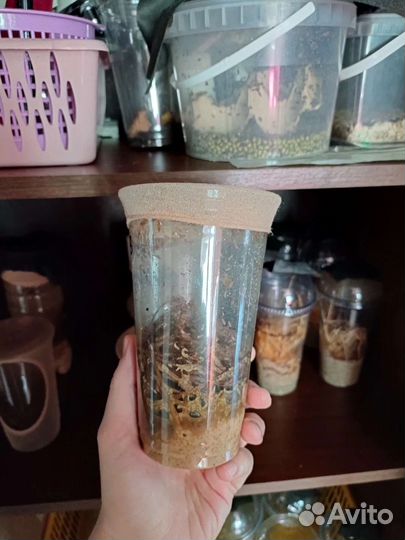 Дрозофила Меланогастер и Хидея