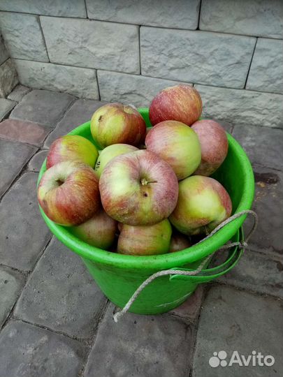 Яблоки. 250 ведро
