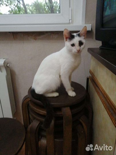 Кошка в дар