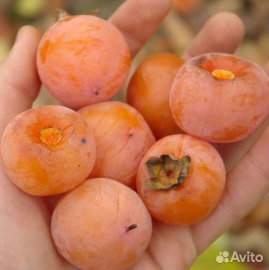 Саженцы хурмы Сосновская доставкой