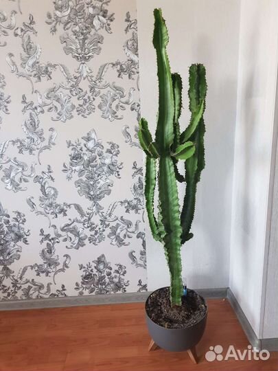 Кактус мексиканский молочай