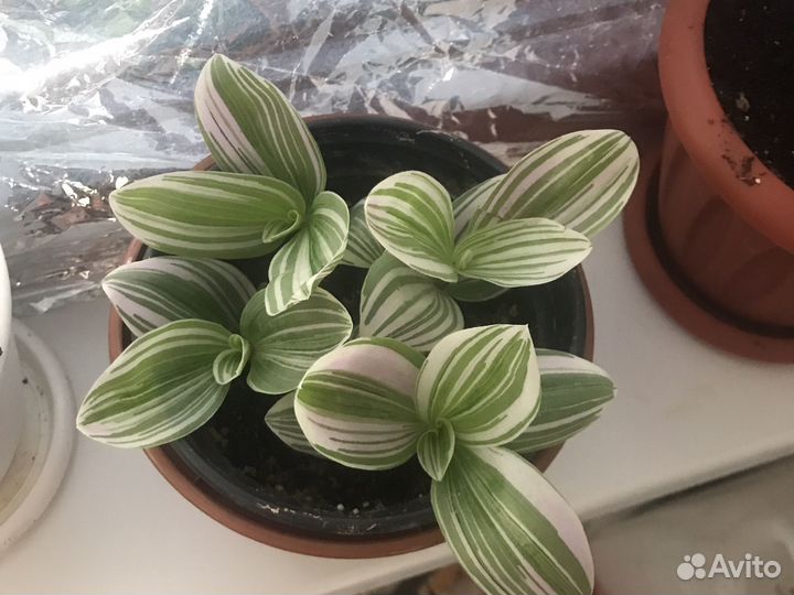 Комнатные растения