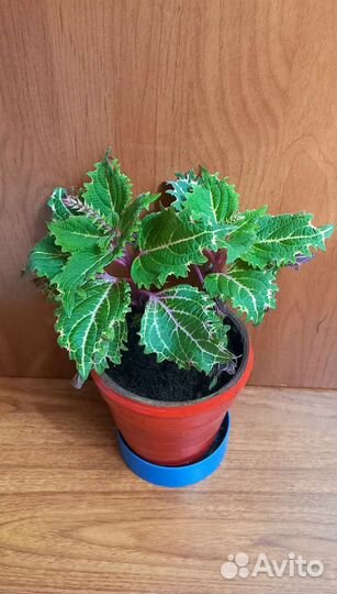 Комнатные растения отростки