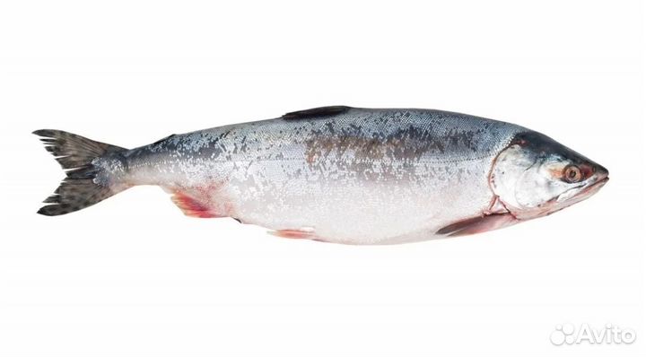 Горбуша с/м