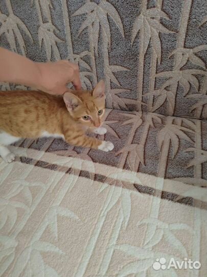 Кошки в добрые руки бесплатно