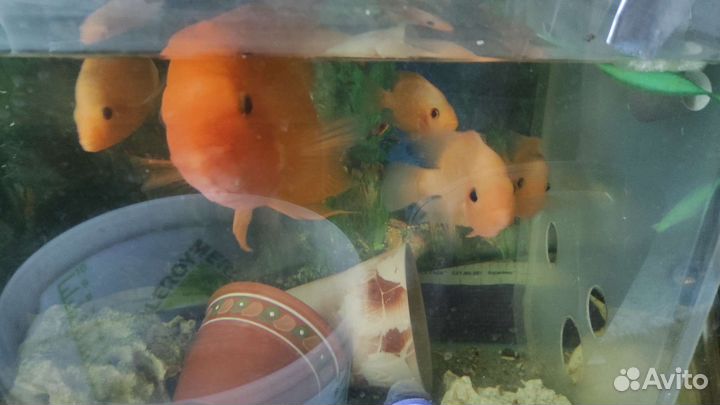 Астронотусы, манагуанская цихлазома