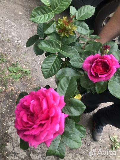 Роза рассада