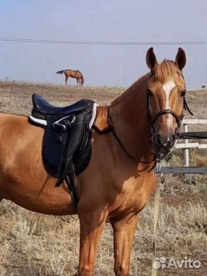 Седло для лошади. Выездковое. Седло б/у