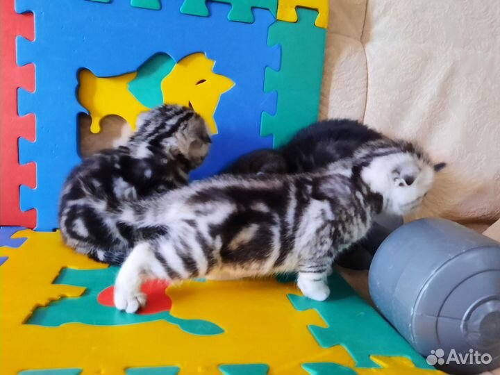 Классные плюшевые малыши