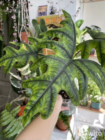 Алоказия фрайдек вариегатная, Жаклин клубни