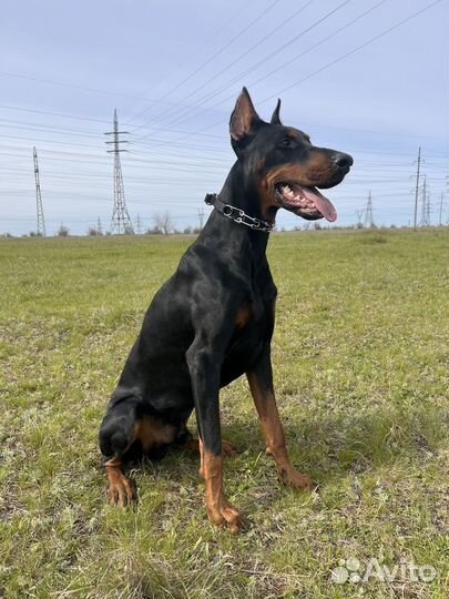 Доберман вязка