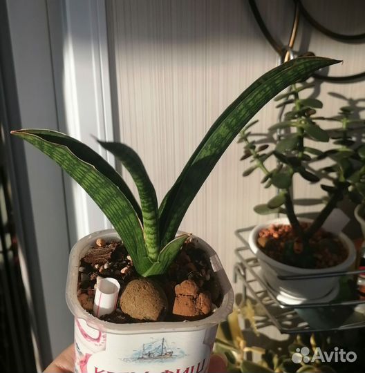 Сансевиерия