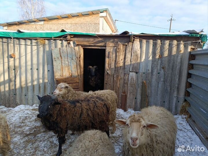 Продаю баранов