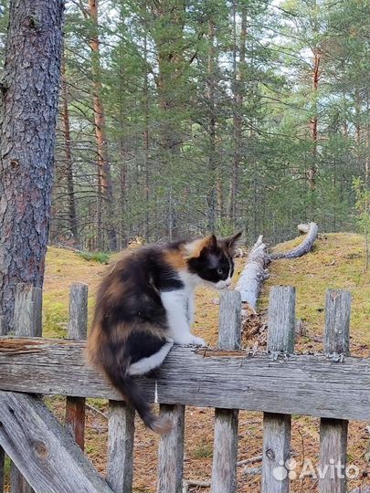 Котята мейн-кун