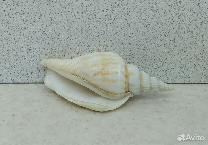 Стромбус Виттатус 7,4 морская ракушка раковина