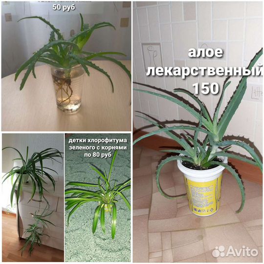 Алоэ лекарственное столетник,хлорофитумы