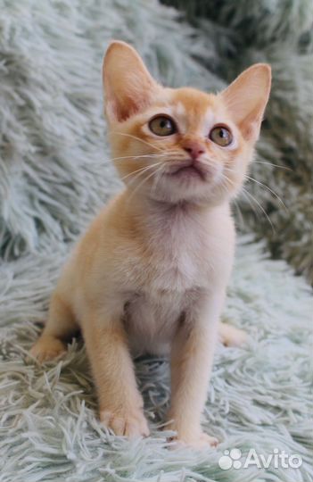 Котята европейской бурмы