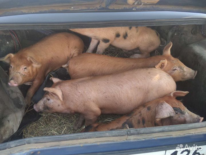 Поросята