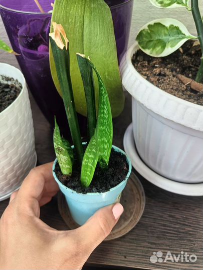 Сансевиерия