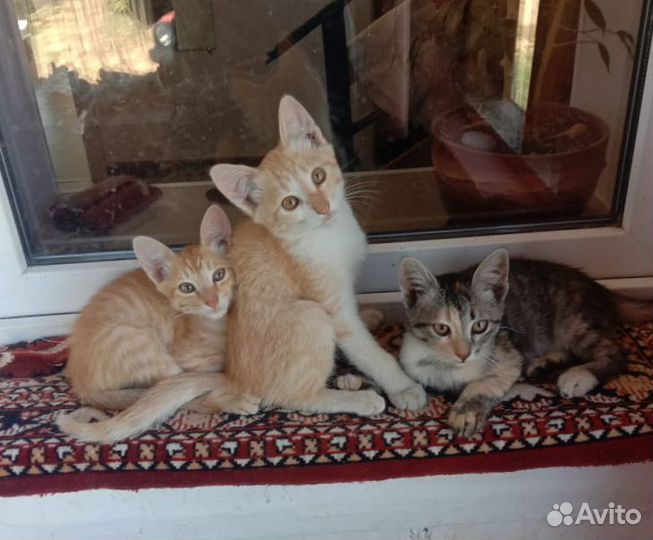 Отдам в добрые руки котенка