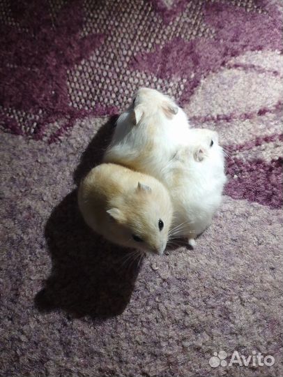 Джунгарские хомячки