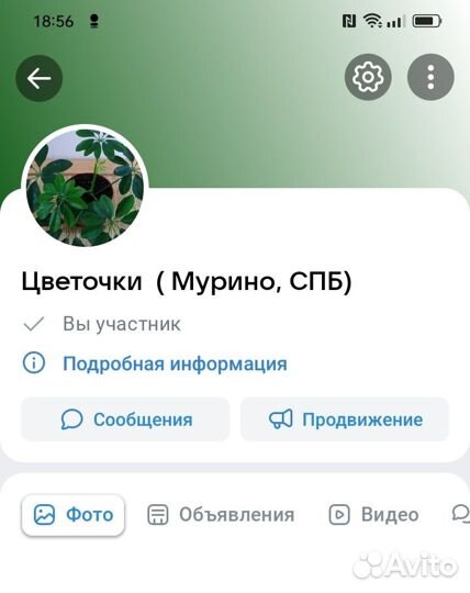 Комнатные растения разные, для дома и офиса