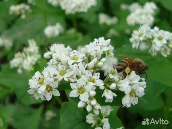 Мёд 2024 года натуральный опт