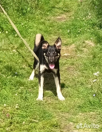 В поиске дома