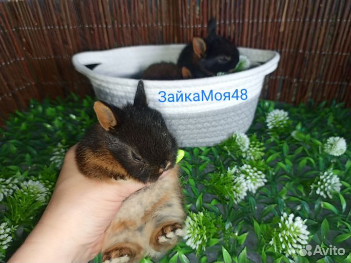Карликовый кролик