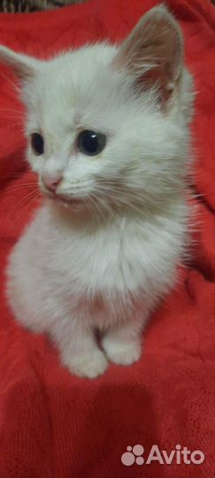 Белый котёнок